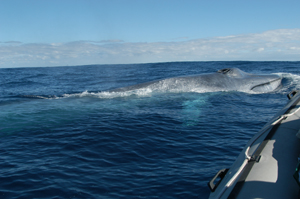 A 24m long Pygmy Blue Whale surfaces next to Mega in the Perth Canyon! Photo - Micheline Jenner