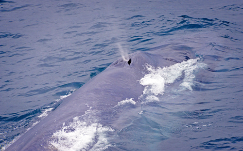 A huge Antarctic Blue Whale rises slowly out of the depths beside RV Whale Song