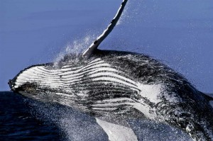 The power and spectacle of a humpback whale (Megaptera novaeangliae) breaching clear out of the water. Photo credit CWR