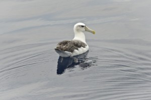 A Shy Albatross resting on the water - it's wonderful to be in the presence of albatross again! Photo credit M.Jenner