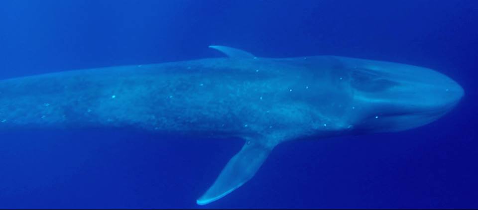 Photo credit S. Kenion