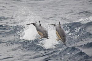 Short-beaked common dolphin (Delphinus delphis) leaping across the waves towards 'Whale Song'. Photo credit M.Jenner