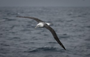 Shy Albatross (Thalassarche cauta). Photo M.Jenner