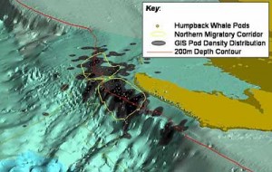 A three dimensional view of the humpback whale northern migration path near North West Cape Western Australia. Plot is generated from aerial survey data over a 2 year period. 