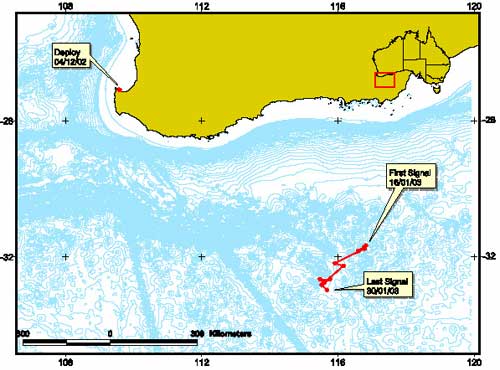 Track of cow from cow/calf pair tagged in Geographe Bay. Tag did not operate until 35 days after deployment when whale had relocated to the edge of the Southern Convergence Zone. Tag duration 49 days, 04/12/2002 to 30/01/2003 (CWR/AAD unpublished data).