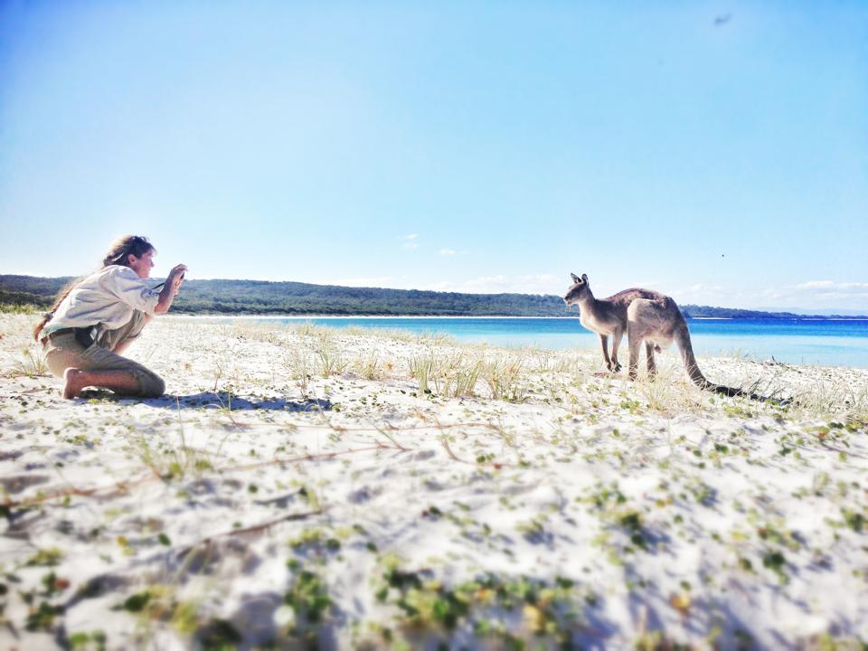 Beach walk bliss - meeting a grey kangaroo in the dunes! Photo credit I.Ford