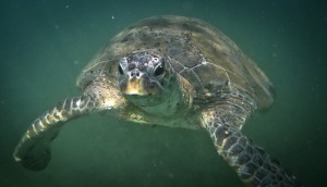 Photo credit M.Jenner