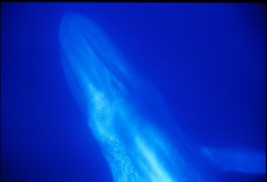 Blue whales make perfect sentinels for the health of our oceans - they make loud noises so are easy to find and they depend on krill, the key species of ocean ecosystems.  Photo credit: Micheline Jenner 