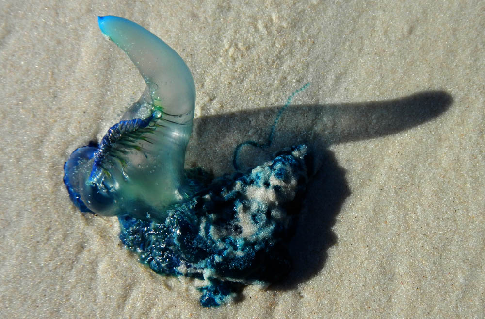 Beach-cast Portuguese Man-of-War, beware the nematocysts (stinging cells) are still active! Photo credit M. Jenner