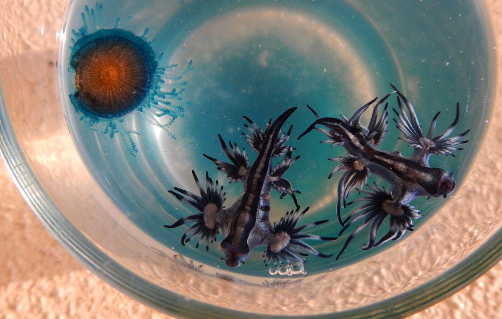 While beachcombing we found another fascinating marine creature, these two blue-toned planktonic nudibranchs (Glaucus atlanticus). These animals feed on Portuguese Man-of-War and concentrate the toxins of those nematocysts. Photo credit M. Jenner