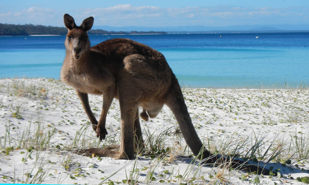 A Grey kangaroo enjoying Jervis Bay! Photo credit M. Jenner