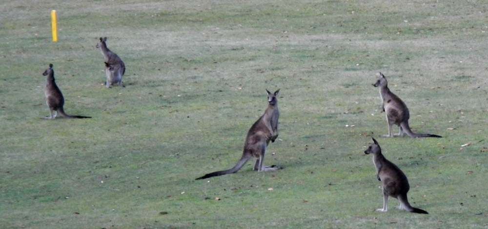 Some of the hundreds of well-catered for grey kangaroos at HMAS Creswell. Photo credit M. Jenner