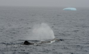 The characteristic, left-angled blow of a large 18m male Sperm whale in the cool waters of the Antarctic. Photo credit M. Jenner