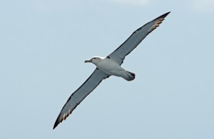 We are back in Shy Albatross country! Photo credit M. Jenner