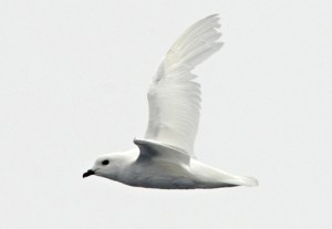 The only all white petrel, the Snow Petrel is usually confined to the pack-ice and nearby sea. Photo credit M. Jenner