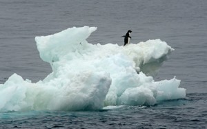 “Location, location, location” – nice real estate for one! An Adelie penguin calls this iceberg home! Photo credit M. Jenner