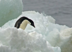 A lone Adelie penguin on an iceberg – such a cutie! Photo credit M. Jenner