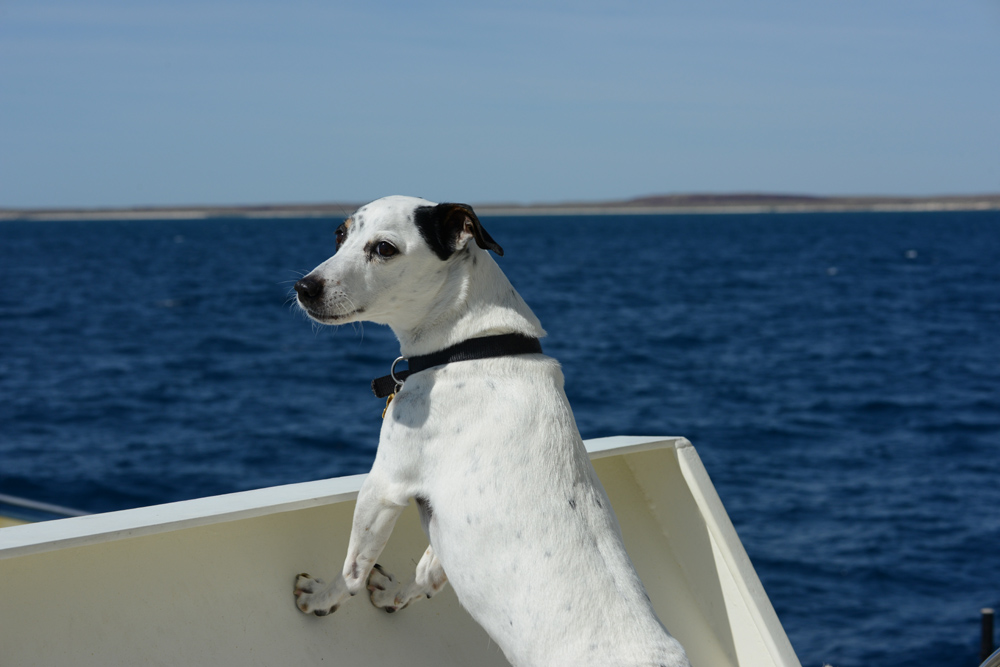 Skipper enjoys the warm weather and the view.  Rosemary Island, one of the 42 islands lies behind him.