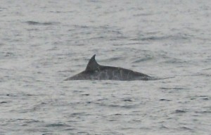 The characteristic dorsal fin and linear marks on a Southern Bottlenose whale seen just before dinner.  Photo credit M. Jenner