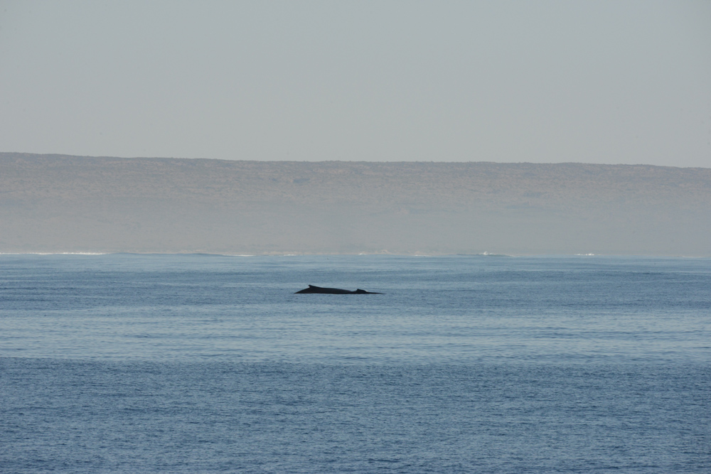 Humpback whales head south near Ningaloo Reef beneath the gaze of old and wise Cape Range.