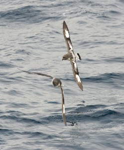 Cape Petrels with stunning black/white upper wing coloration duck and weave over the waves like a childs' kite. Photo credit M.Jenner