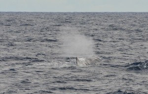 The characteristic bushy blow of a sperm whale is angled towards the left. Photo credit M.Jenner
