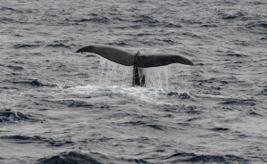 Huge, broad flukes of a sperm whale rise as it sounds - its' dive as deep as 3 km. Photo credit M.Jenner