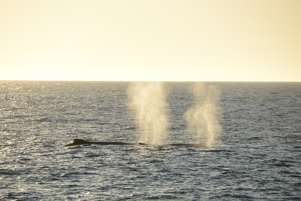 In sunset light, the blows from a pair of still northbound humpback whales, appear yellow-hued.