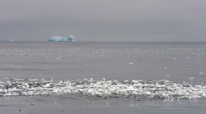 The soft ice edge with brash ice and a medium-sized iceberg glow on a sunny day! Photo credit M. Jenner