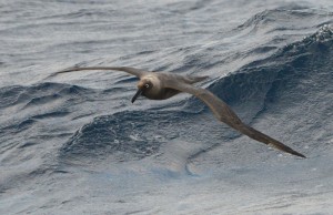 Light Mantled Albatross. Photo credit M.Jenner