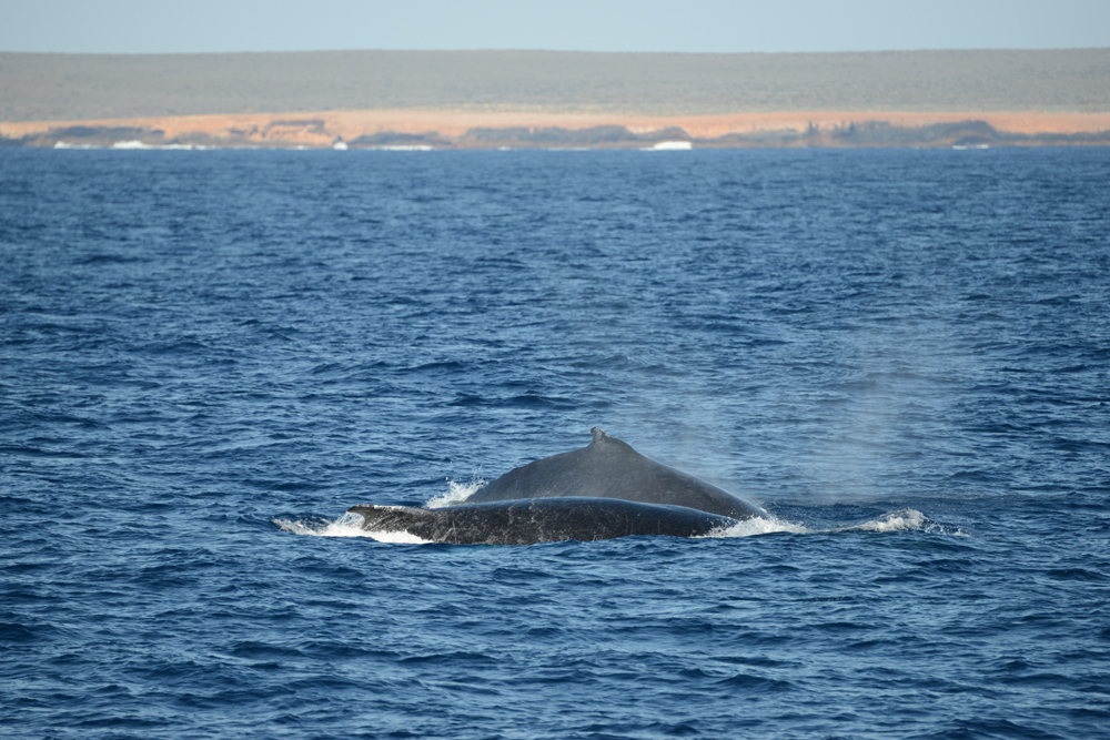'Remember, just keep the land on your left pec, love when we're heading south! Just another couple of thousand miles to the fridge, love!'