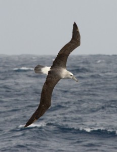 A not-so-shy Shy Albatross comes by. Photo credit M.Jenner