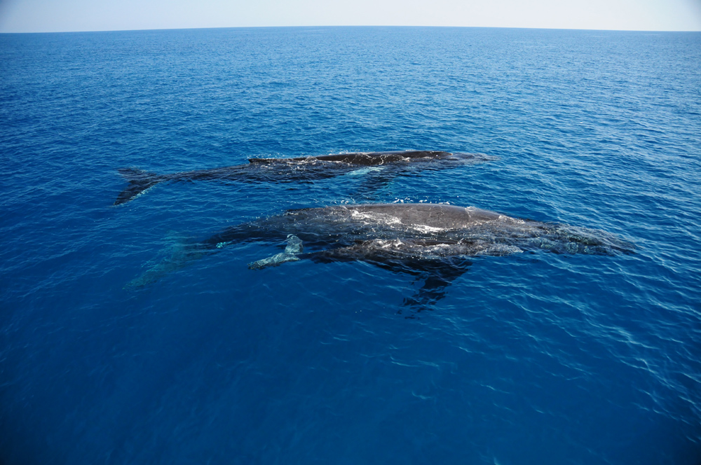 In the clear water a cow, calf and escort pod pass Whale Song.