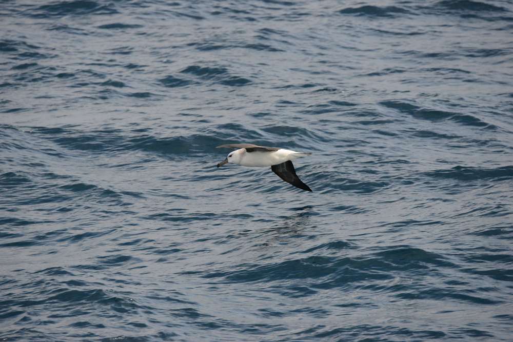 A juvenile Black-browed albatross delighted as we approached Fremantle.  I love to be "with" albatross!
