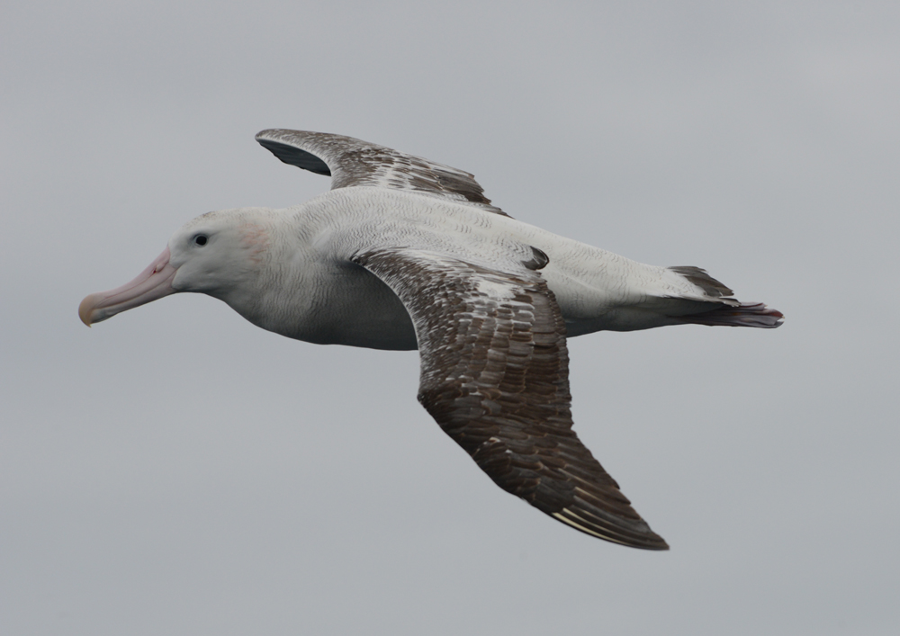 An adult Wandering albatross with interesting pink cheek markings - perhaps from feeding on the krill. Photo credit M. Jenner