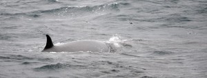 The species of our first whale sighting of the WAVES Expedition is a mysticete mystery. We are sending photos to colleagues for verification. Photo credit M. Jenner