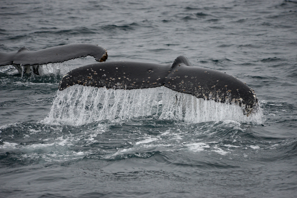 Simultaneous behaviours of surfacing to breath and fluking to dive, appear characteristic of feeding Humpback whales in the Antarctic. Photo credit M. Jenner