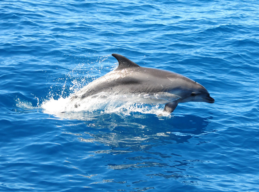 Happiness is... leaping Bottlenose dolphins in clear blue water! Photo credit M. Jenner