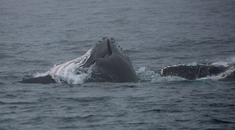 Full Pouch! The flat upper jaw can be seen on the right of this rotating Humpback whale, the full pouch with expanded ventral pleats evident on the left. Photo credit M. Jenner