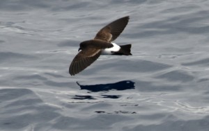 Gliding over a glassy sea, we can identify a Black-bellied Storm Petrel with its’ unique markings. Photo credit M. Jenner
