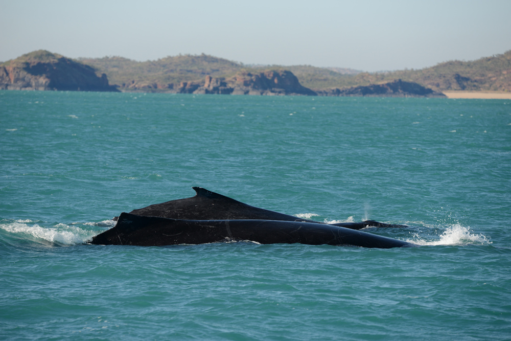 A cow, calf and escort pod (look carefully for the three bodies) near the islands, enthrals all on board!