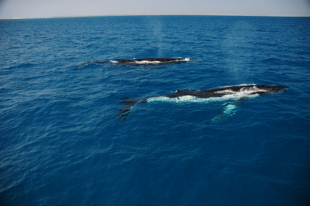 In the clear water, whales seemed interested to look at Whale Song!