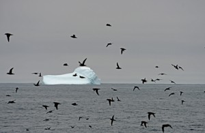 A flock of Sooty shearwaters feeding on the Antarctic ecosystem keystone species, krill. Photo credit M. Jenner 