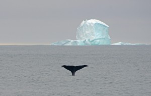 Fluke up! A Sperm whale dives into the productive, chilly waters of the Antarctic! Photo credit M. Jenner 