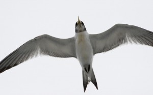 Photo credit M.Jenner