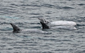 Distinctive squiggly marks on the dorsal fins of Risso's dolphins.  Photo credit M. Jenner