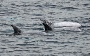 Distinctive squiggly marks on the dorsal fins of Risso's dolphins.  Photo credit M. Jenner