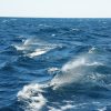 On the Humpback Highway…
