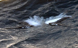 Photo credit M.Jenner