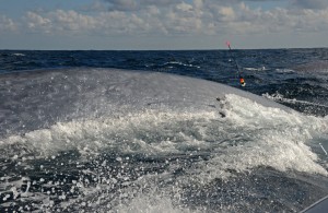Deploying the LIMPET Tag on 'Ivory'.   Photo credit M. Jenner
